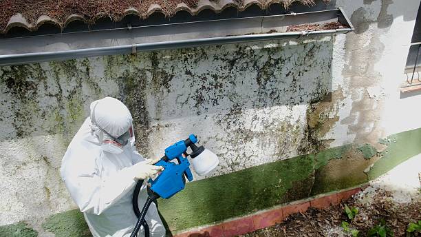 Top rated local Black Mold Remediation specialists in Dallas, TX